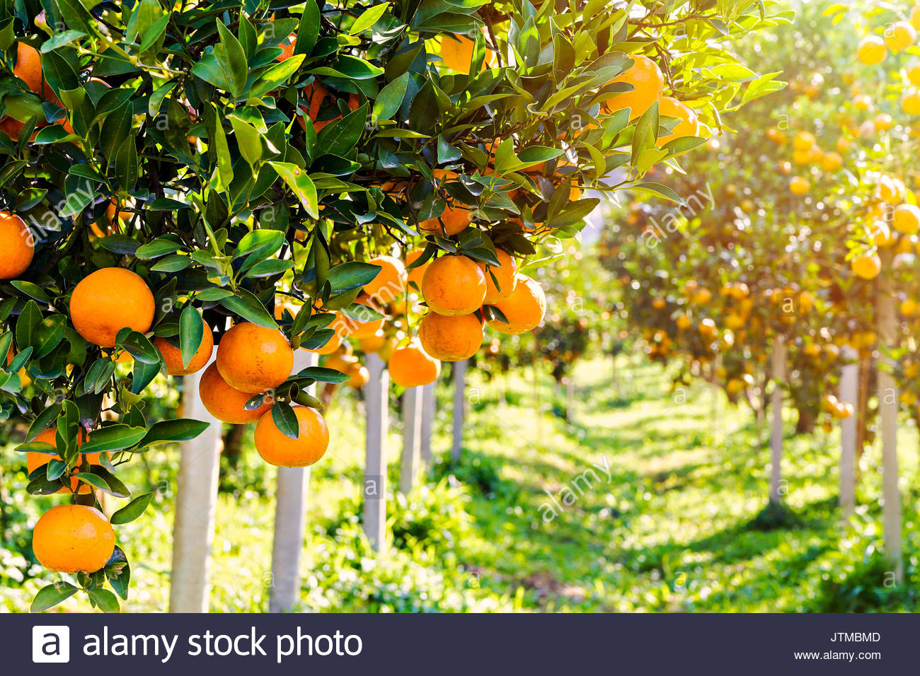 Orange Plantation Stock Photos & Orange Plantation Stock Images Alamy
