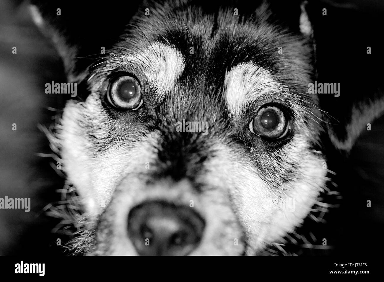 Patterdale terrior dog portrait, close up Stock Photo