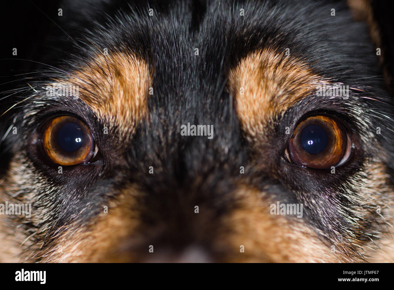 Patterdale terrior dog portrait, close up Stock Photo