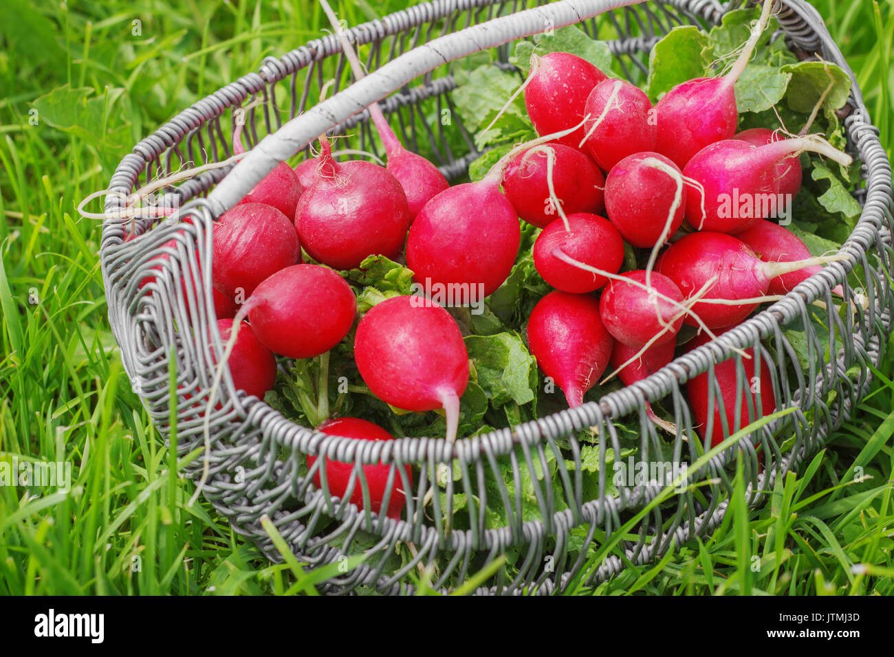 Bunch of fresh red garden radish in a basket in the garden on the grass Stock Photo