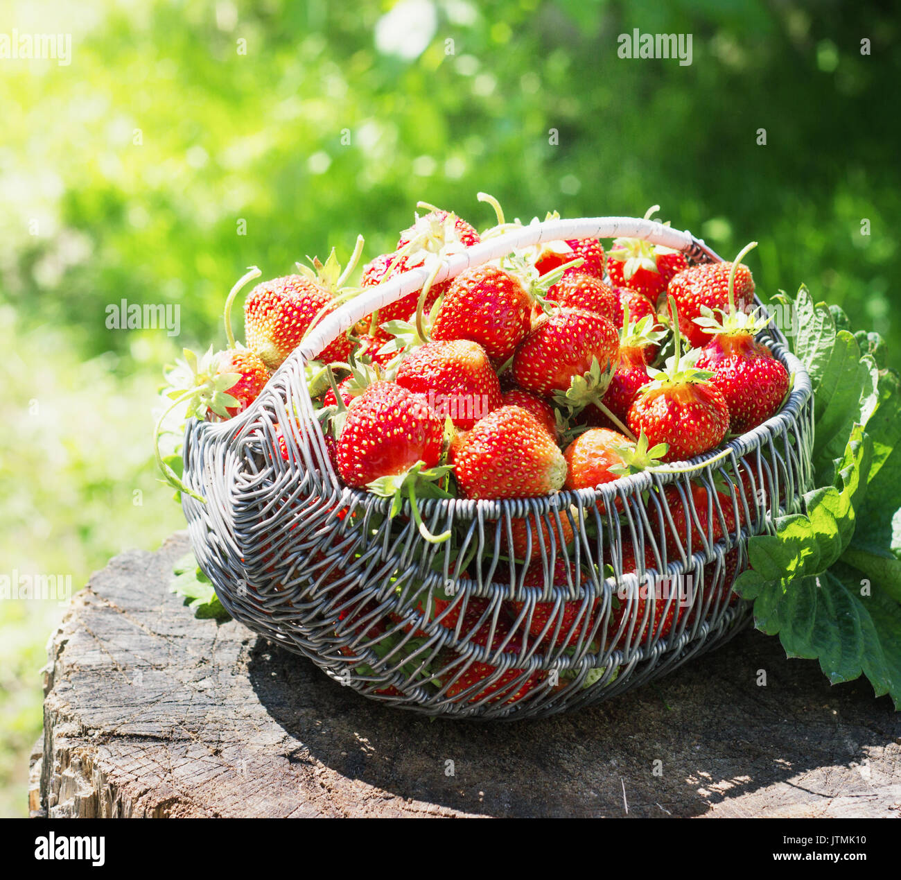 Ripe and tasty strawberries metal a basket on stump in the street on a bright sunny day garden Stock Photo