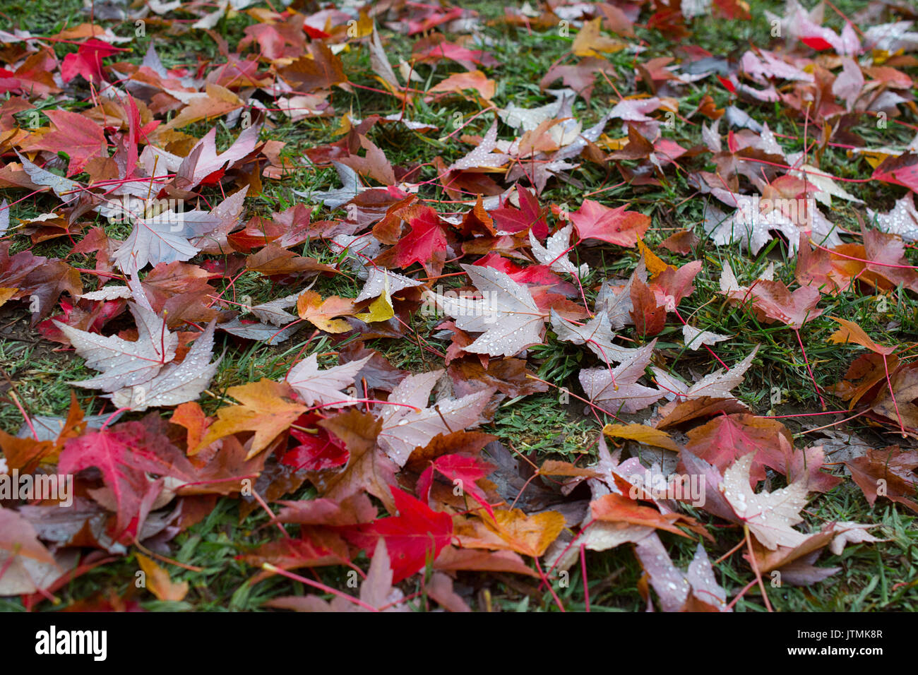 Colorful autumn leaves hi-res stock photography and images - Alamy