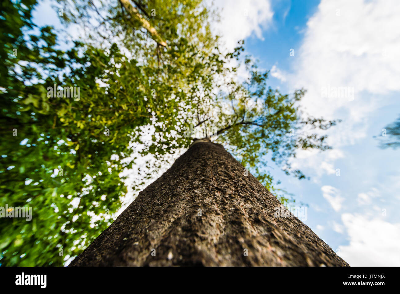 Low angle view of tree, from bottom to top. Beautiful blue sky with clouds on background. Nice pattern, nice structure. Stock Photo
