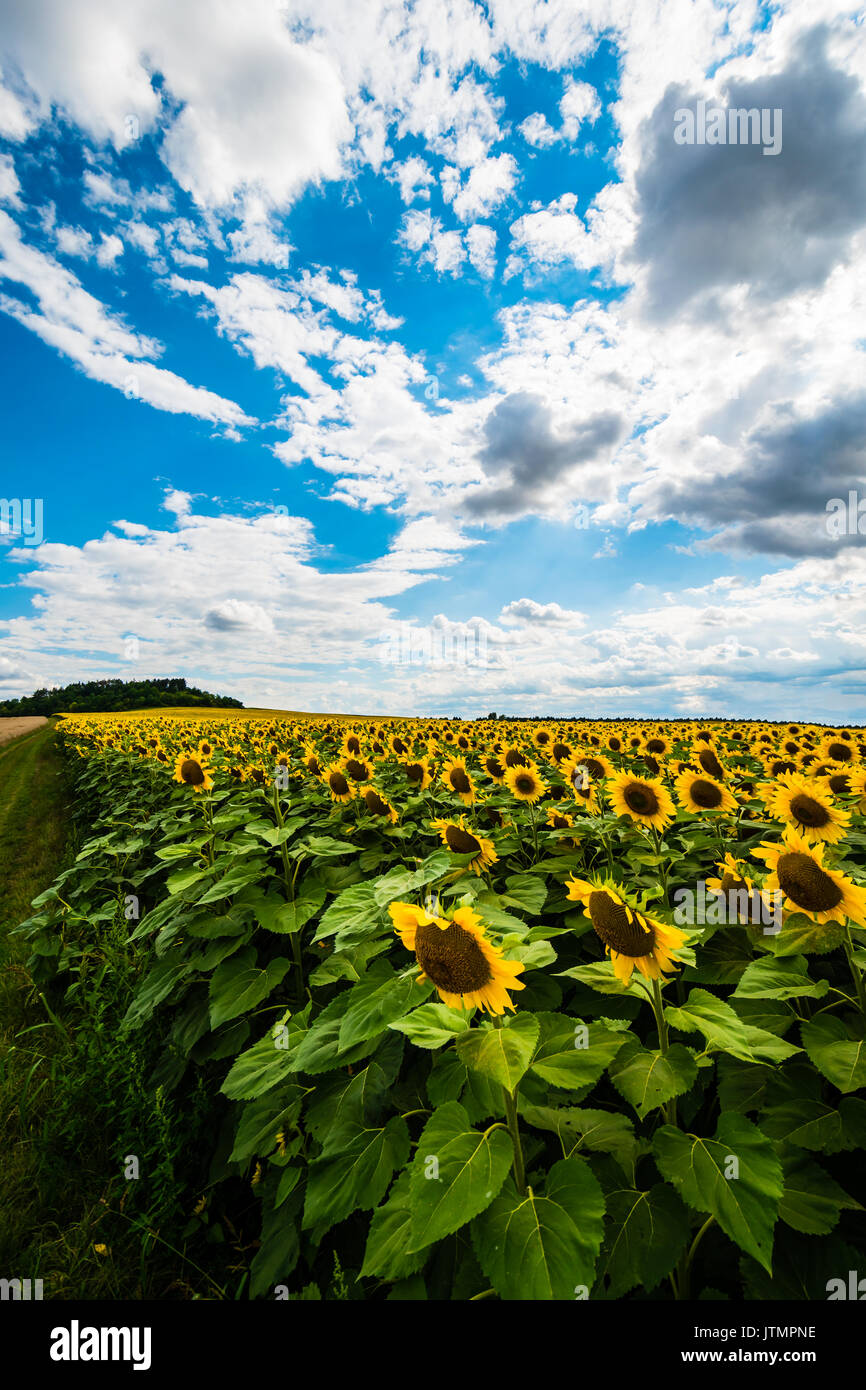Beautiful fresh sunflowers growth on big field. Many sunflowers on background, blue sky with clouds on background. Vibrant colors. Wide lens. Stock Photo