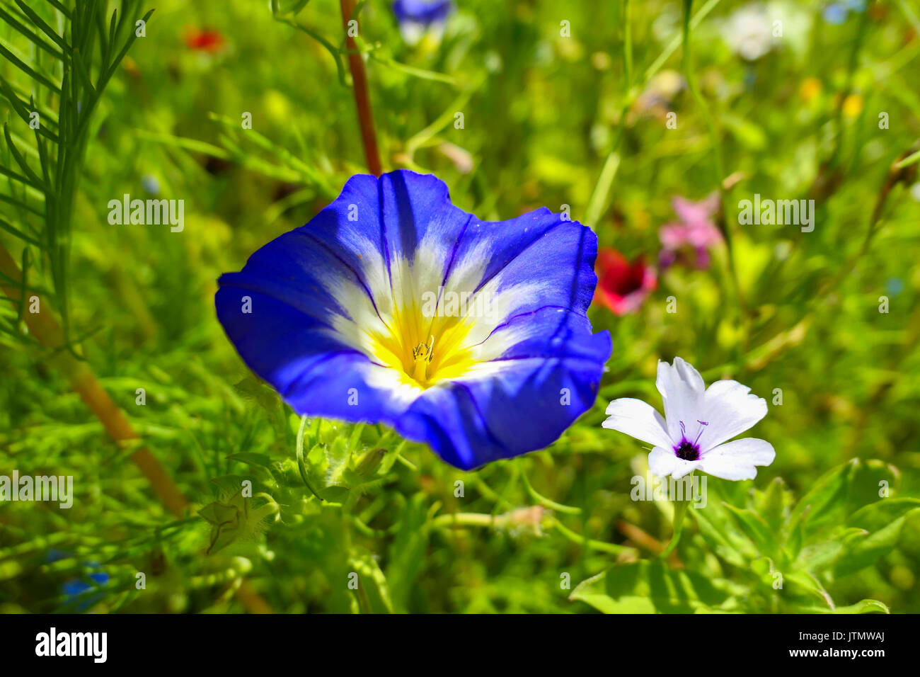 Blue Spanish Bindweed convolvulus tricolor, Bavaria, Germany, Europe Stock Photo