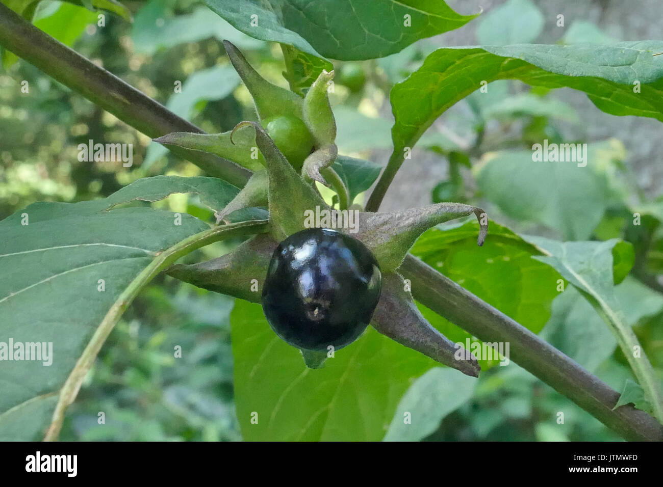 Fruit of Belladonna or deadly nightshade (Atropa belladonna), Bavaria,  Germany, Europe Stock Photo - Alamy