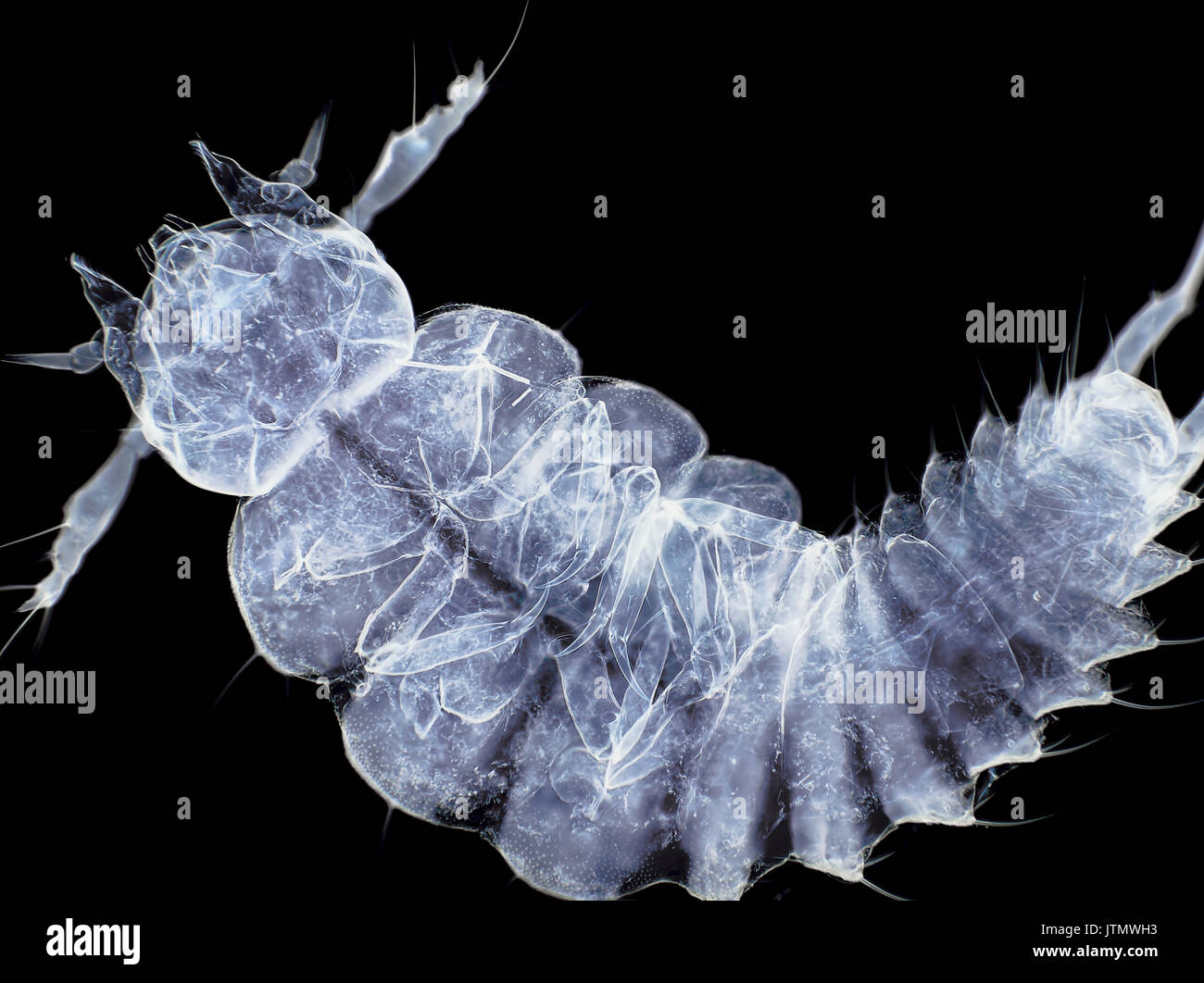 Beetle larva, inverted bright field light micrograph, 60x magnification when printed 10cm wide Stock Photo