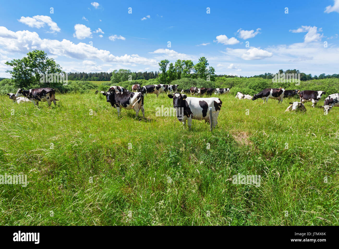 holstein-friesians-dairy-cow-herd-hi-res-stock-photography-and-images