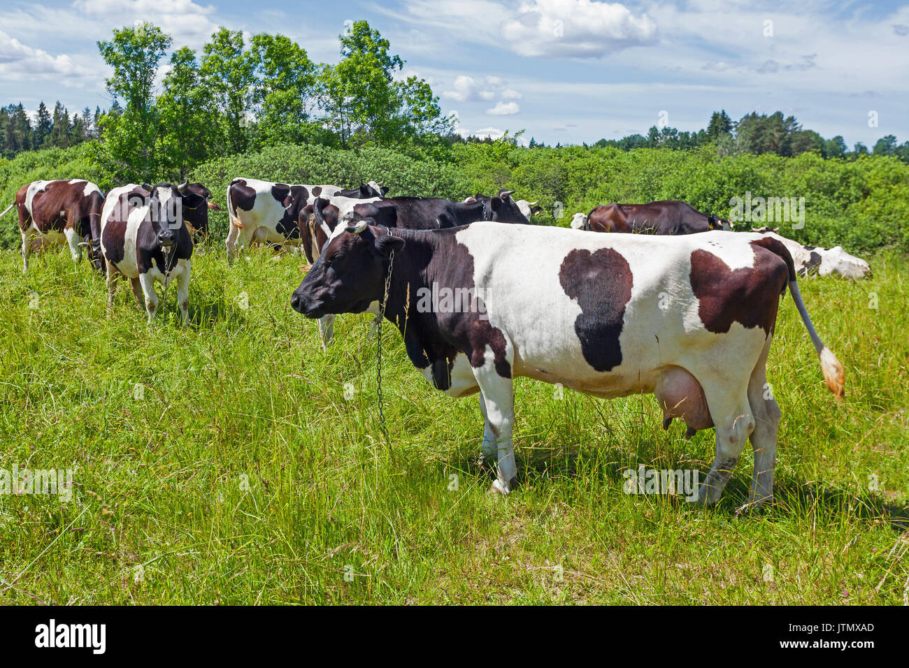 A herd of cows grazing on a pasture under blue sky Stock Photo - Alamy