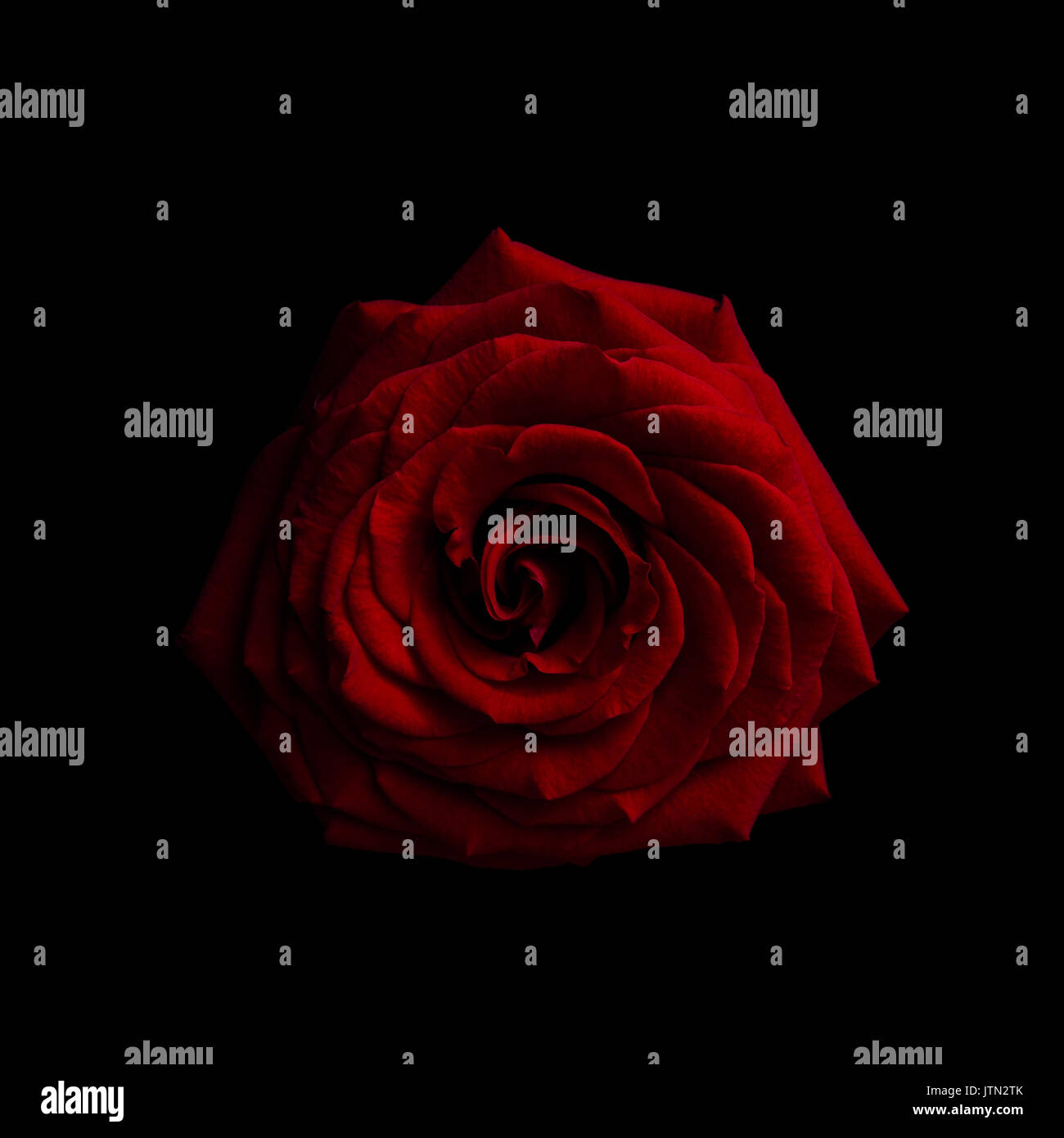 Red rose on black background Stock Photo Alamy