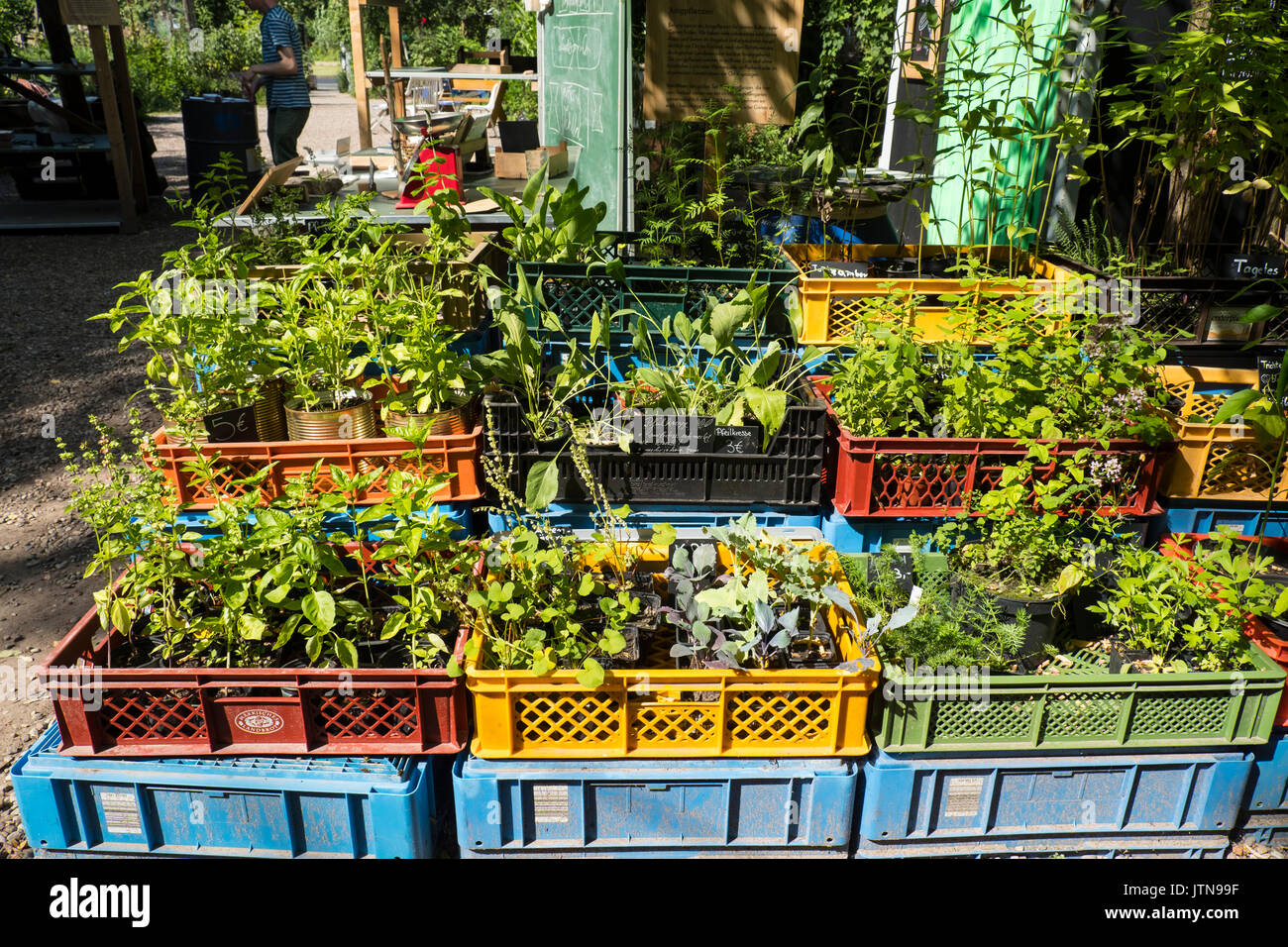 view of  plants for sale at urban city community garden called Prinzessinnengarten in Kreuzberg, Berlin, Germany. Stock Photo