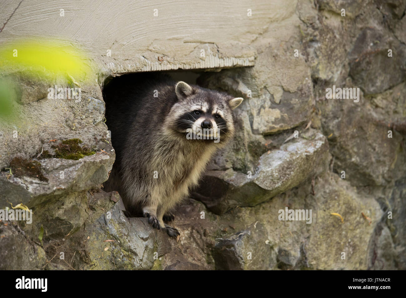 Raccoon, stone wall Stock Photo Alamy