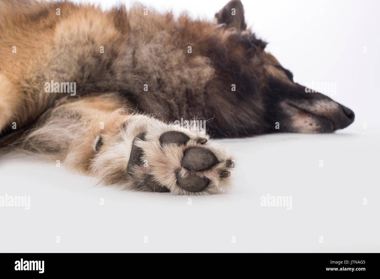 Dog, Belgian Shepherd Tervuren, paw Stock Photo