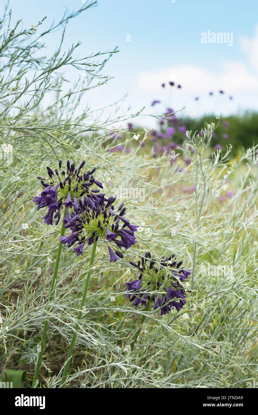 Agapanthus inapertus hybrid. African blue lily flowers in a garden border. UK Stock Photo