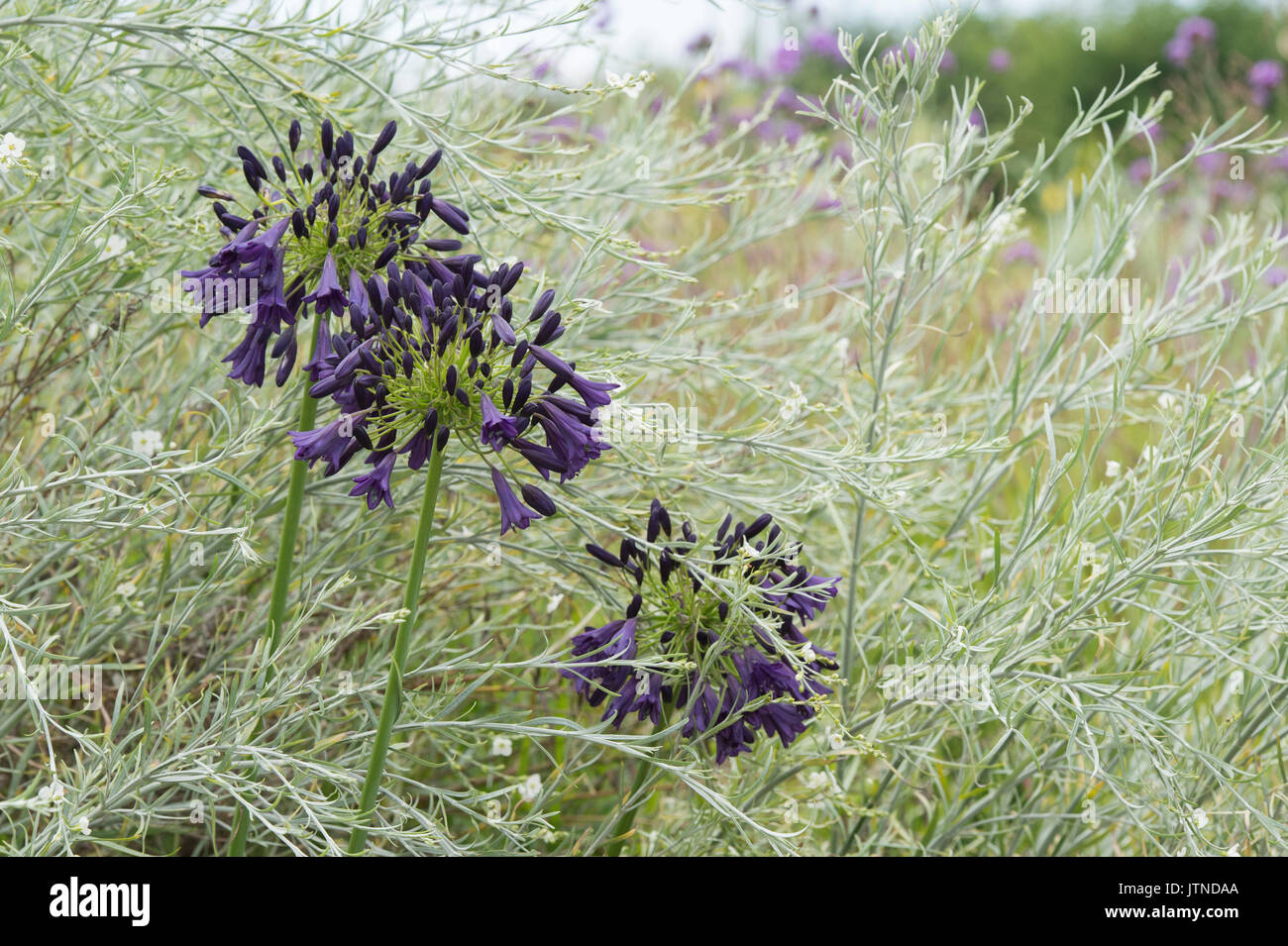 Agapanthus inapertus hybrid. African blue lily flowers in a garden border. UK Stock Photo