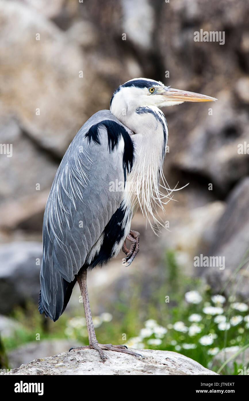 This Heron thought he was a Flamingo standing on a Rock... Stock Photo