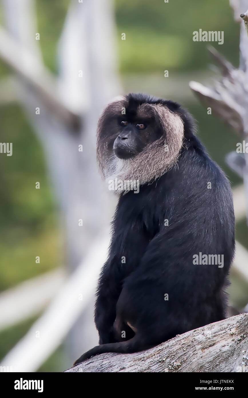 Lion Tailed Macaque, sitting around Stock Photo