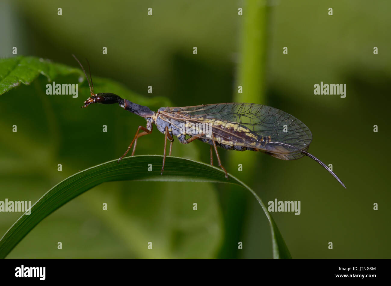 Snakefly, Raphidioptera, sitting on a plant stem. Forest near Belogorodka village, Kievskaya oblast, Ukraine Stock Photo