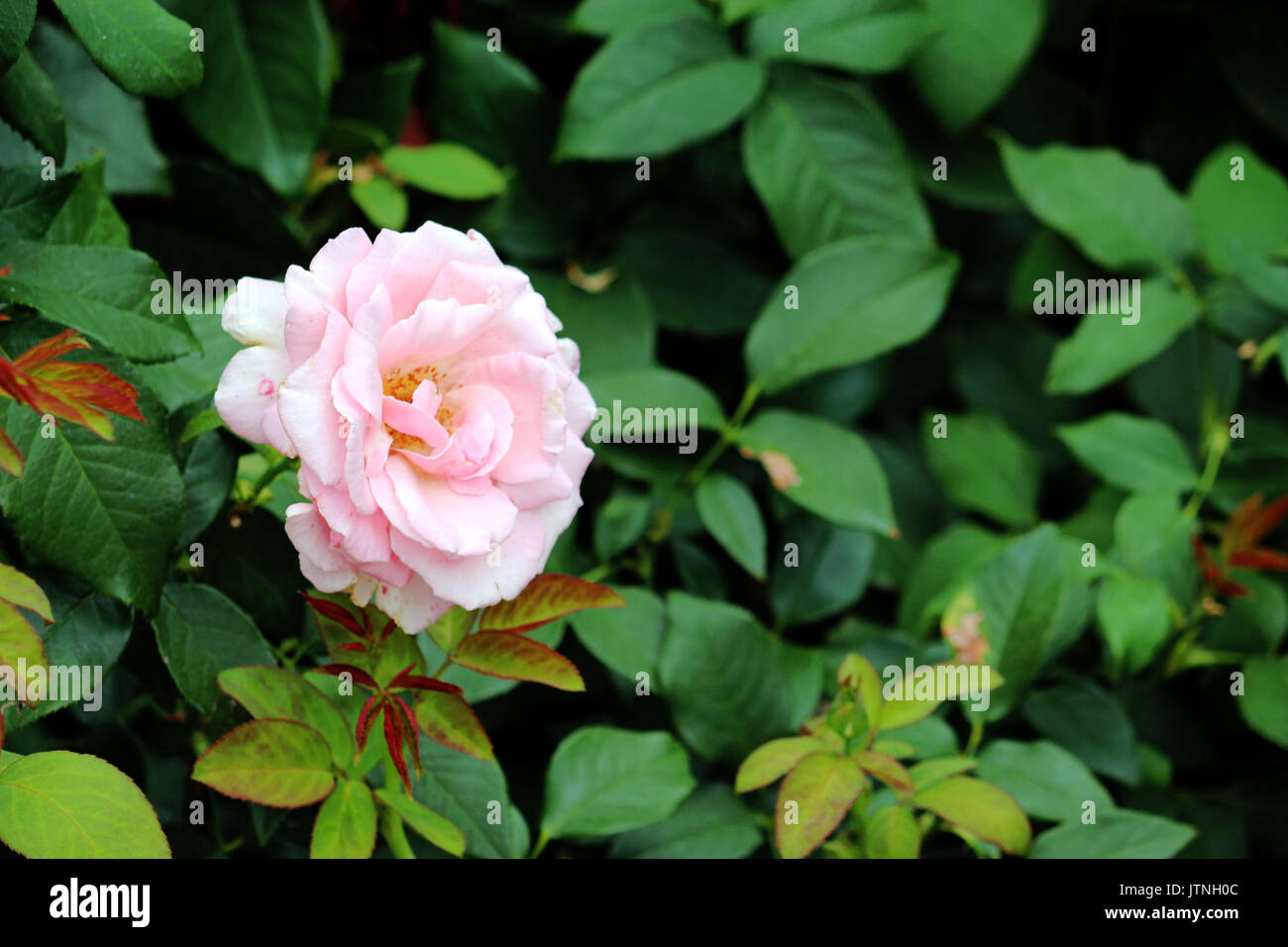 A single light pink rose among leaves of the rose bush in the garden. Stock Photo