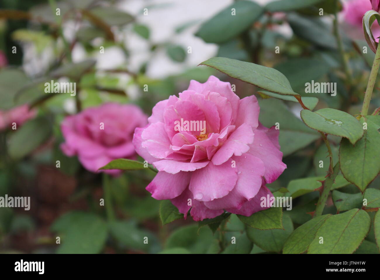 A wet pink rose on a rose bush with a leafy rose background. Stock Photo
