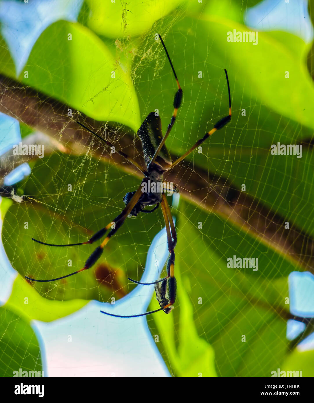 Golden Orb Spider in its web, Cahuita, Costa Rica Stock Photo