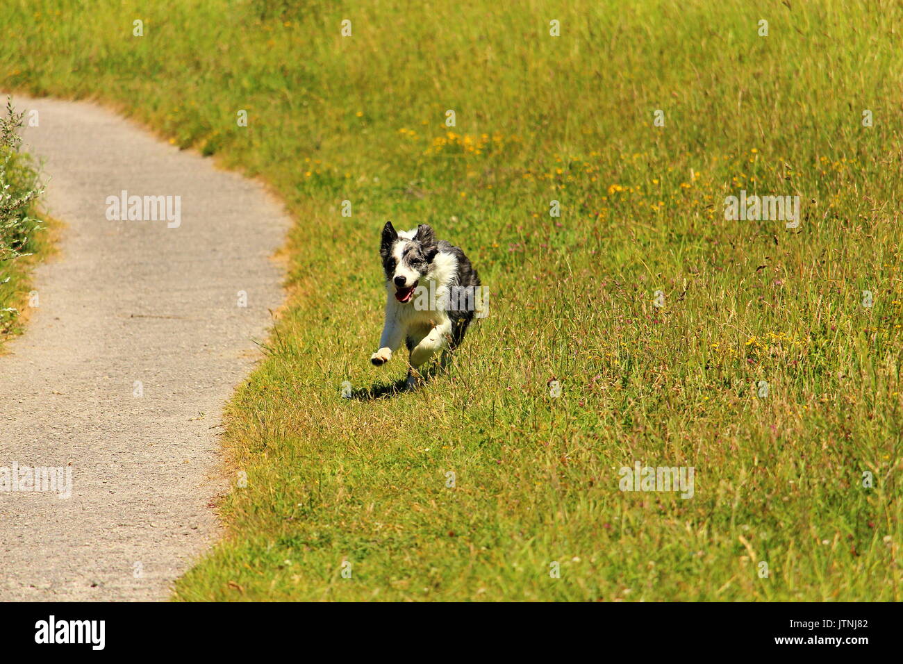 A  bordercollie dog who runs near a path in the grass of a merry air Stock Photo