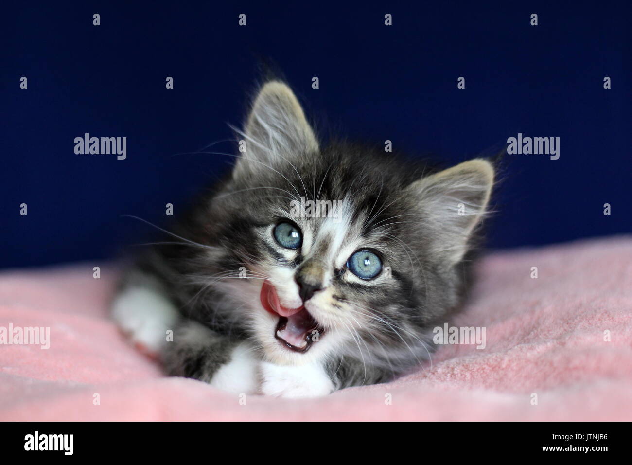 A small Norwegian kitten tabby gray black and white In lying position that licks mustache on pink cushion and blue background Stock Photo