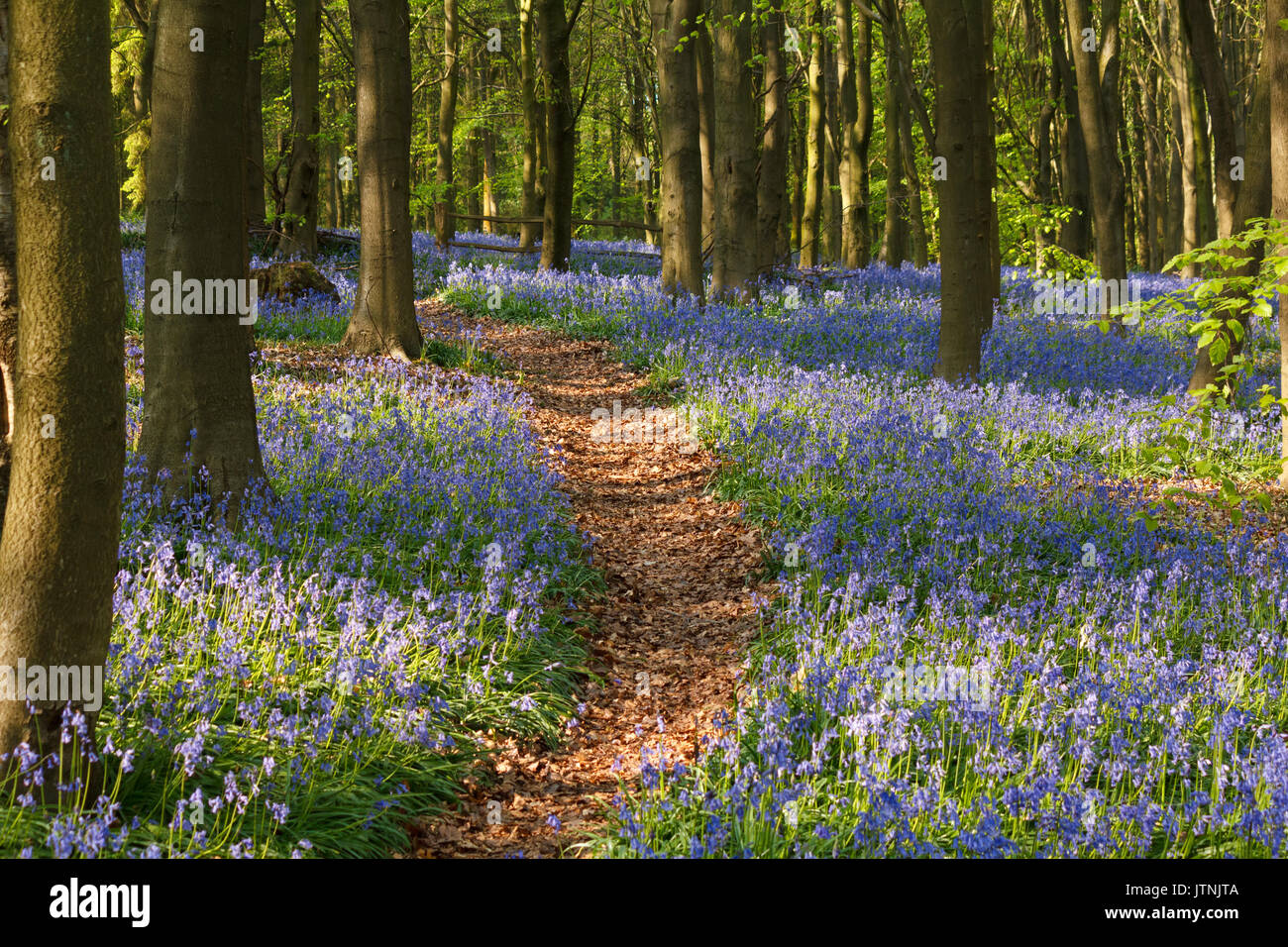 Bluebells carpeting English woodland in spring Stock Photo