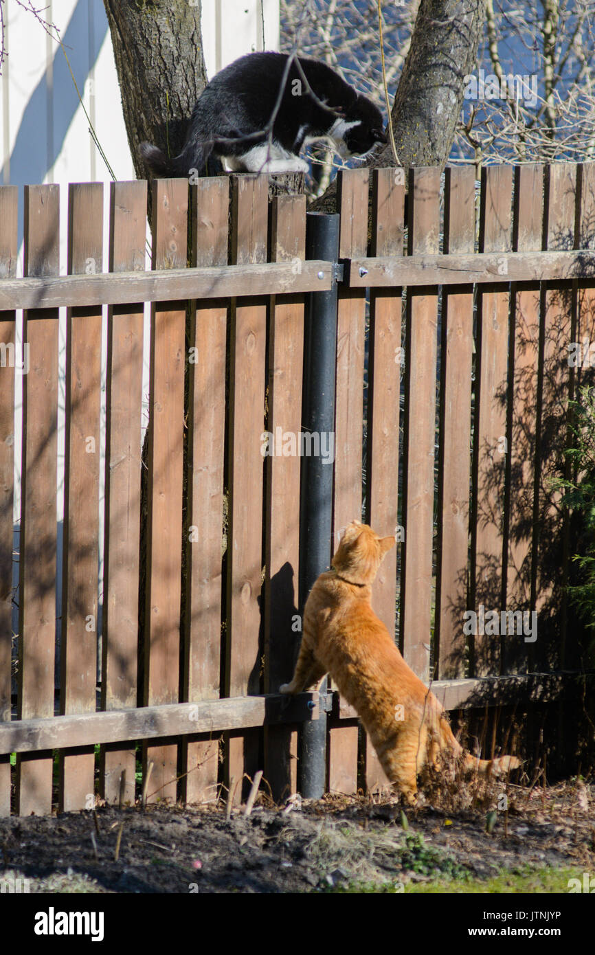 Black cat on wooden fence and ginger cat on ground. Cat fight. Stock Photo