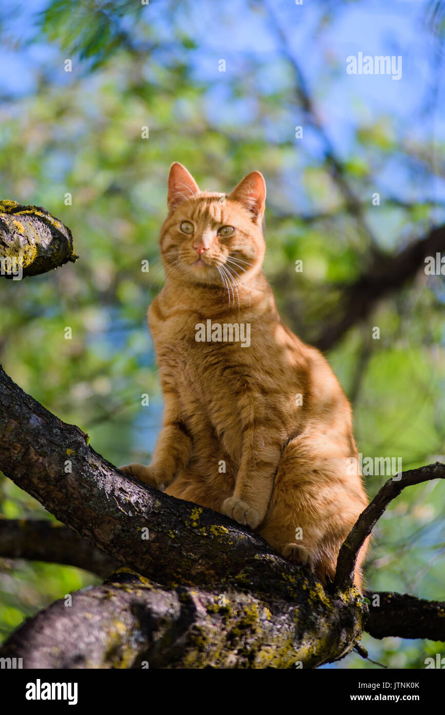Lovely portrait of ginger cat on tree. Spring time. Stock Photo