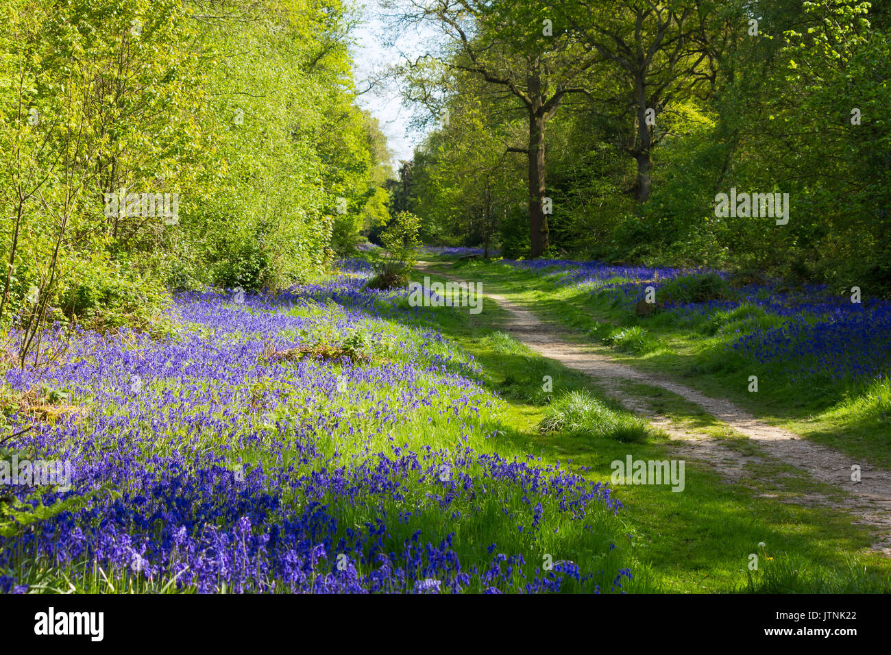 Bluebells carpeting English woodland in spring Stock Photo