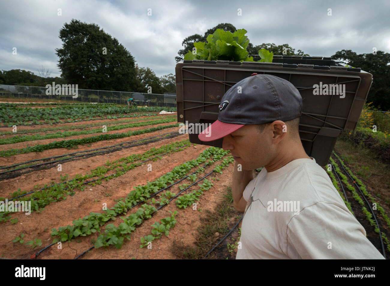 Aluma Farm, Atlanta, Georgia. Owner  Andy Freeburg harvesting arugula and white turnips. He started the farm last year and sells to local restaurants. Stock Photo