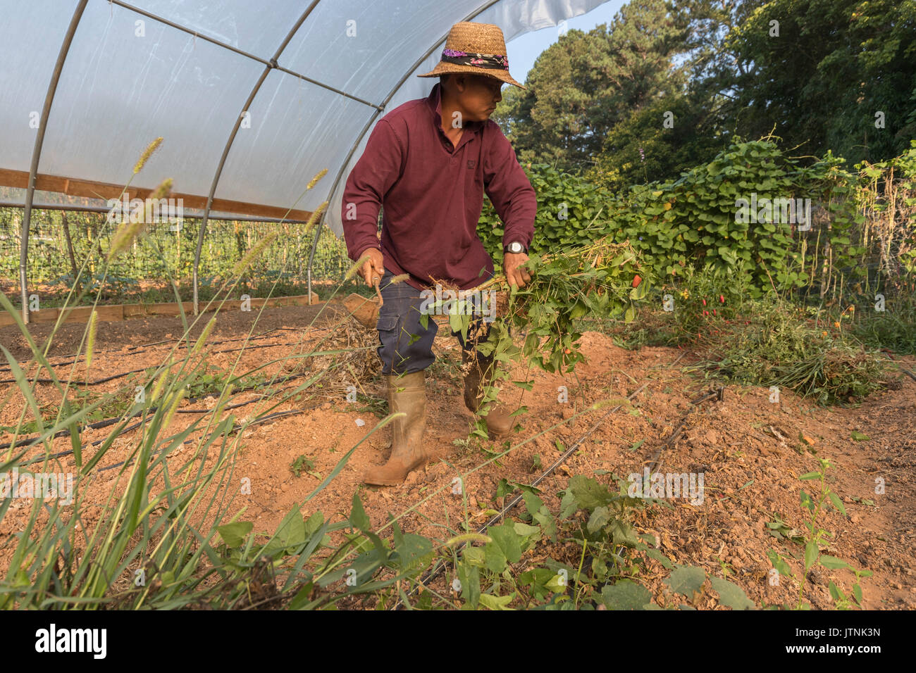 Than Ceu clearing a plot  at Global Growers Farm in Stone Mountain, GA. He is a refugee from Myanmar and uses plots provided by Global Growers. Stock Photo