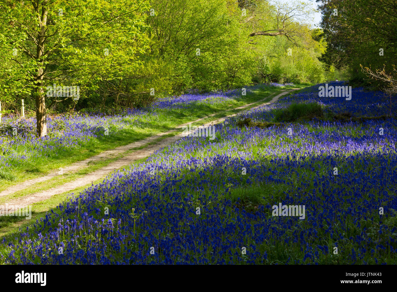 Bluebells carpeting English woodland in spring Stock Photo