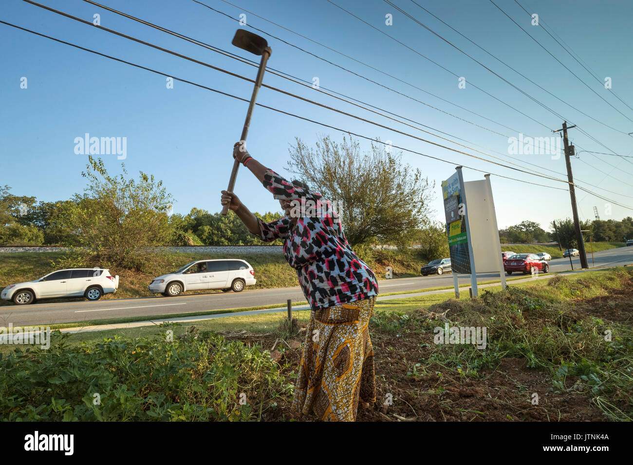 Haltet Hatungimana, swinging hoe, harvests peanuts on a plot of land in Decatur, GA. She is a refugee from Burundi and sells her produce through Global Growers. Stock Photo