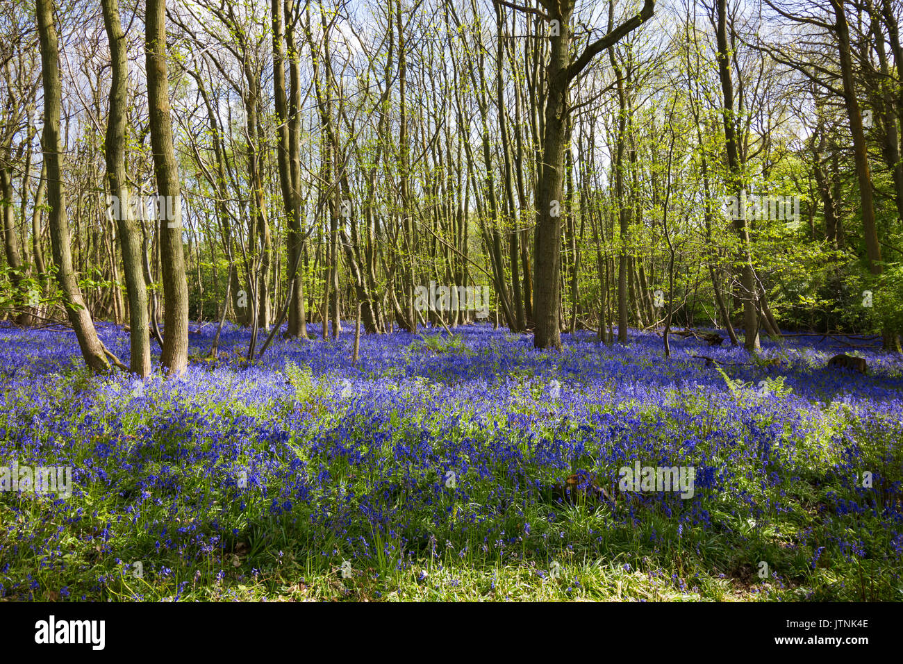 Bluebells carpeting English woodland in spring Stock Photo