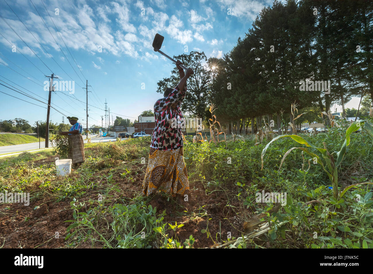 Haltet Hatungimana, swinging hoe, and Jeanne Nyibizi harvest peanuts on a plot of land in Decatur, GA. They are refugees from Burundi and sell their produce through Global Growers. Stock Photo