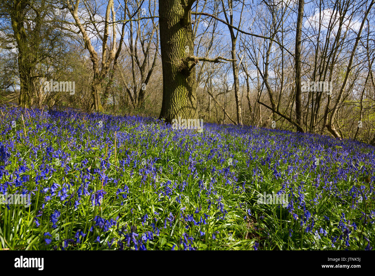 Bluebells carpeting English woodland in spring Stock Photo