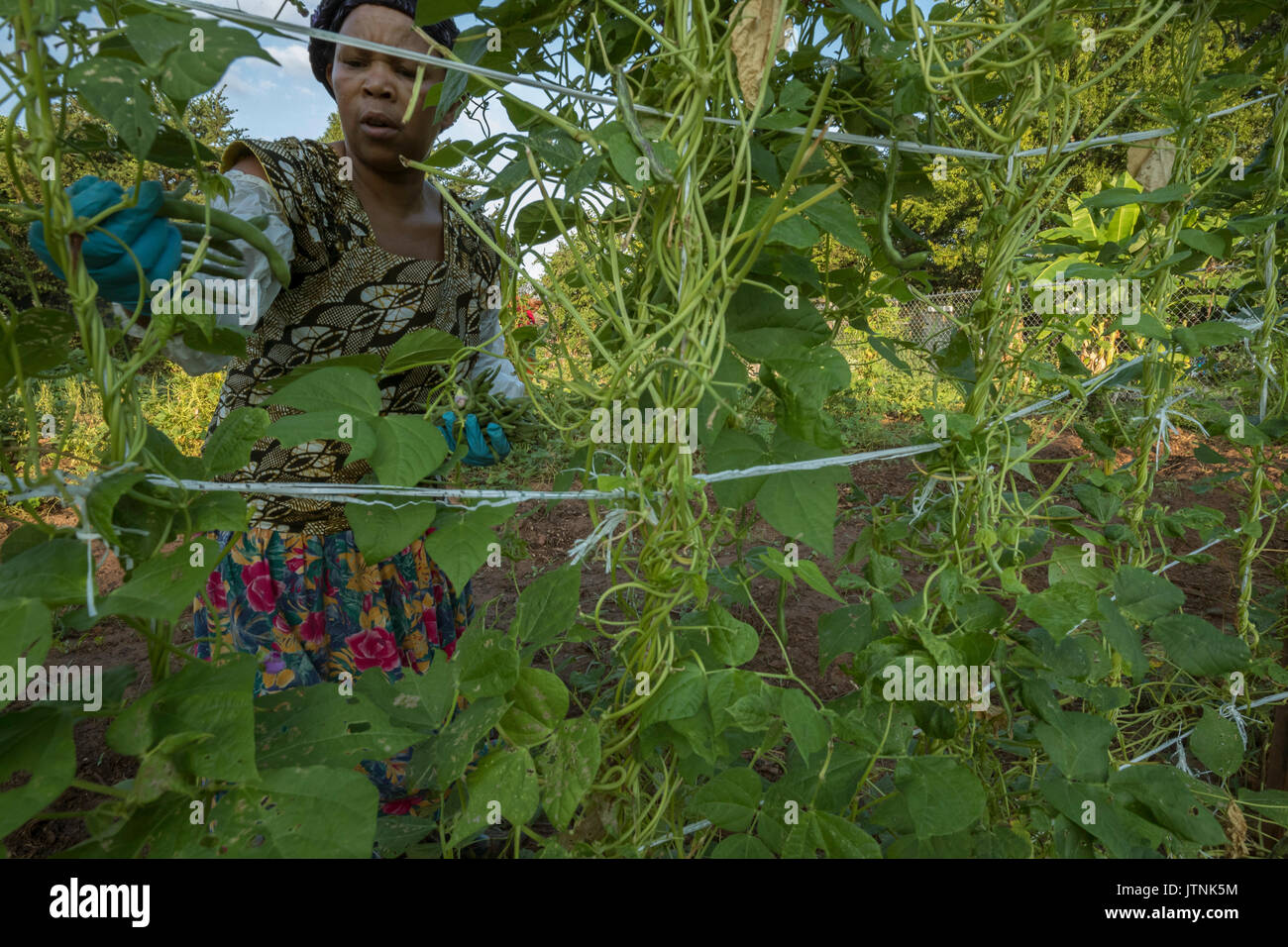 Maria Miburo harvesting beans on plot of land in Decatur, GA. They are refugees from Burundi and sell their produce through Global Growers. Stock Photo