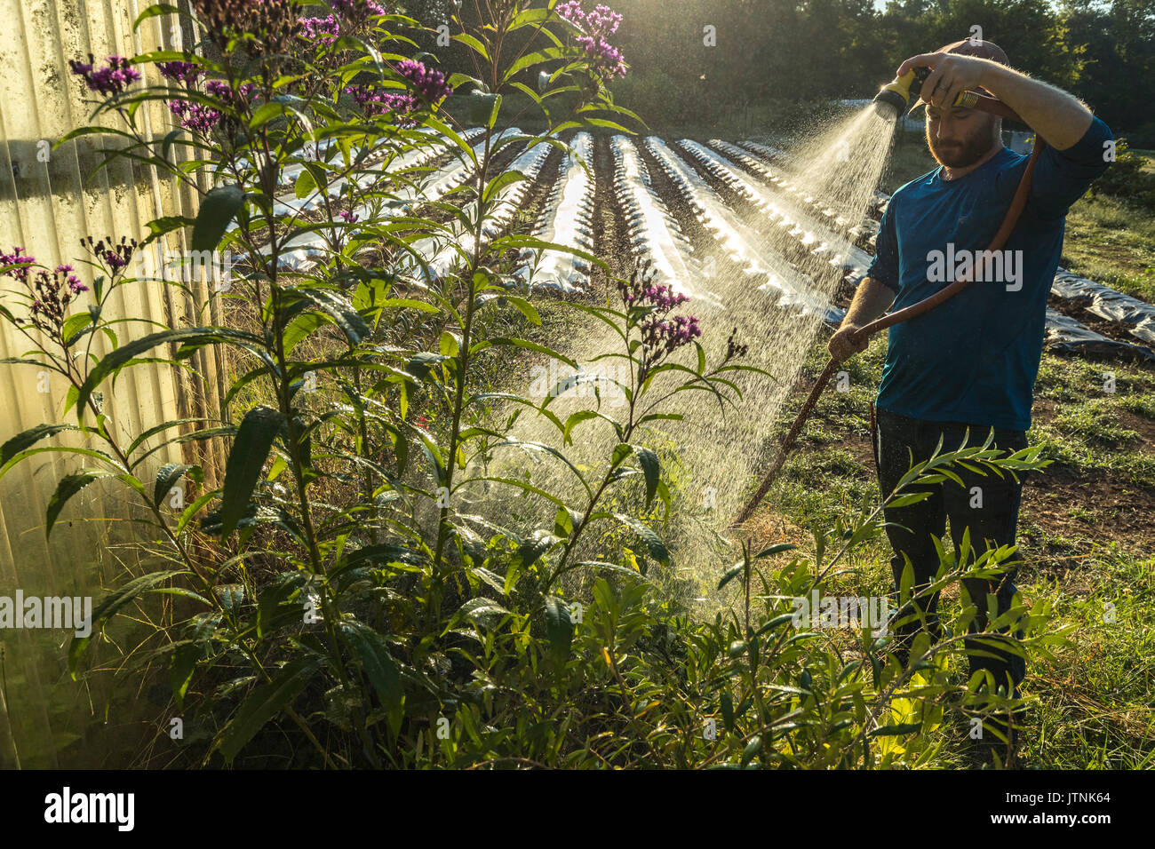 Love is Love Farm, Atlanta  Georgia. Farm Manager Maxwell Davenport is watering crops. The farm is one of the oldest certified organic farms in Georgia and is leased from Gaia Gardens, a local housing community. Stock Photo