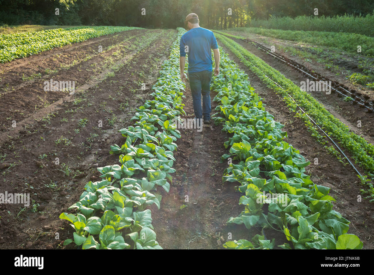 Love is Love Farm, Atlanta  Georgia. Farm Manager Maxwell Davenport on the farm. The farm is one of the oldest certified organic farms in Georgia and is leased from Gaia Gardens, a local housing community. Stock Photo