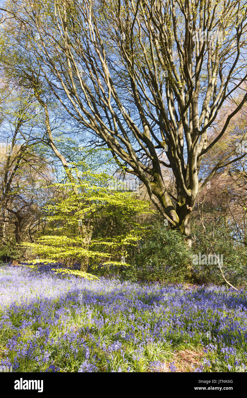 Bluebells carpeting English woodland in spring Stock Photo