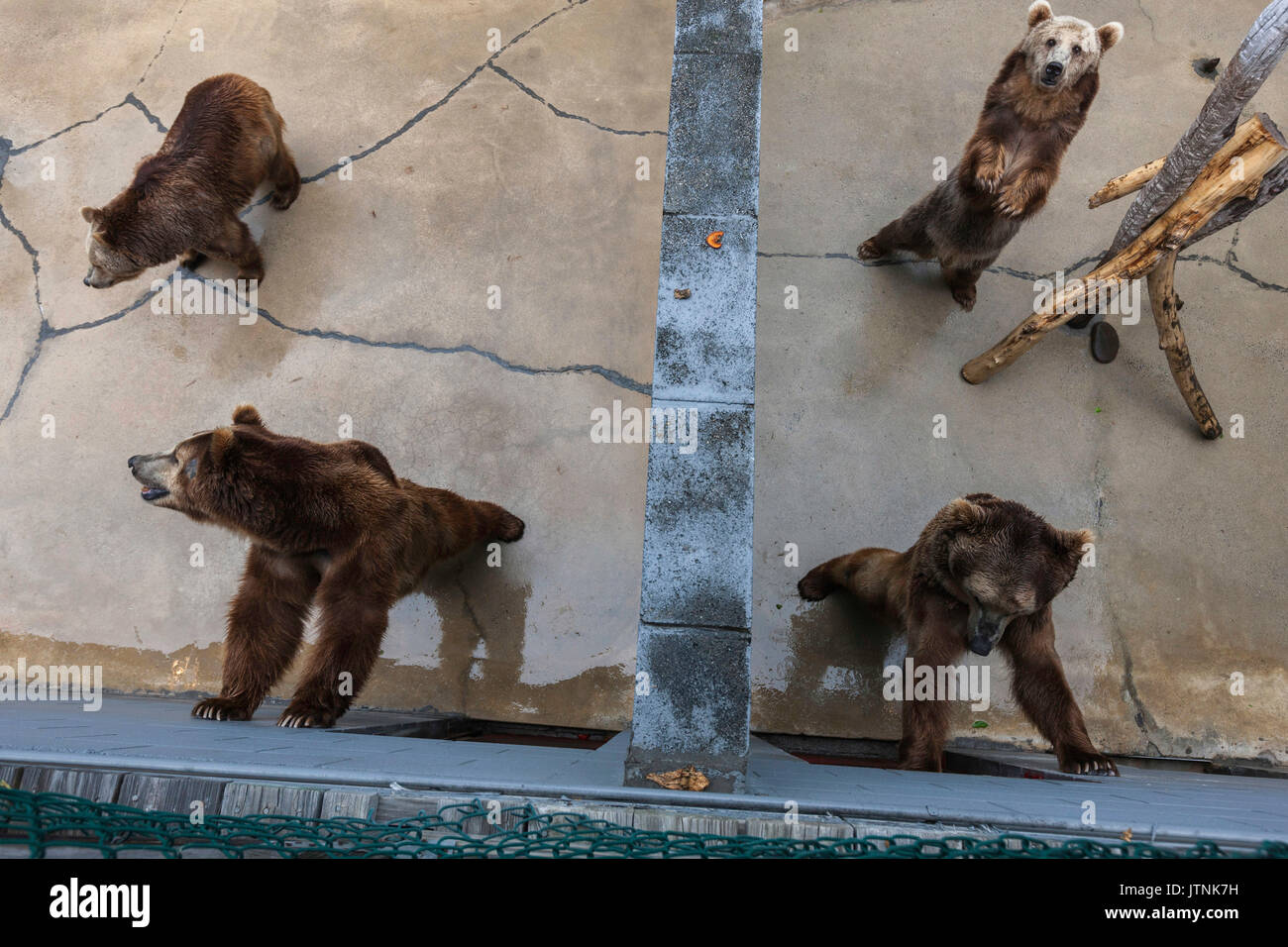 Bears, Cherokee Zoo, Cherokee, NC Stock Photo Alamy
