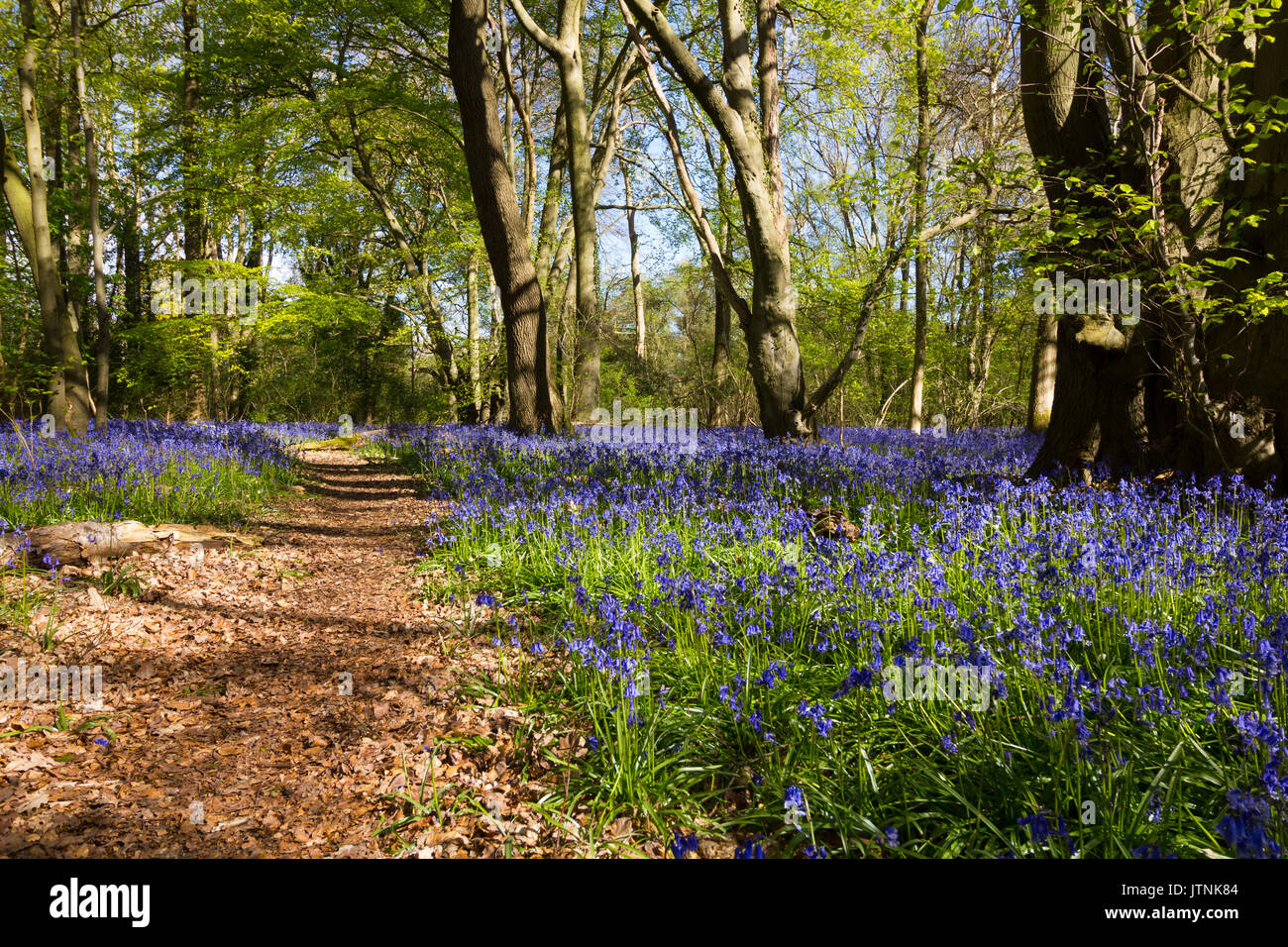 Bluebells carpeting English woodland in spring Stock Photo