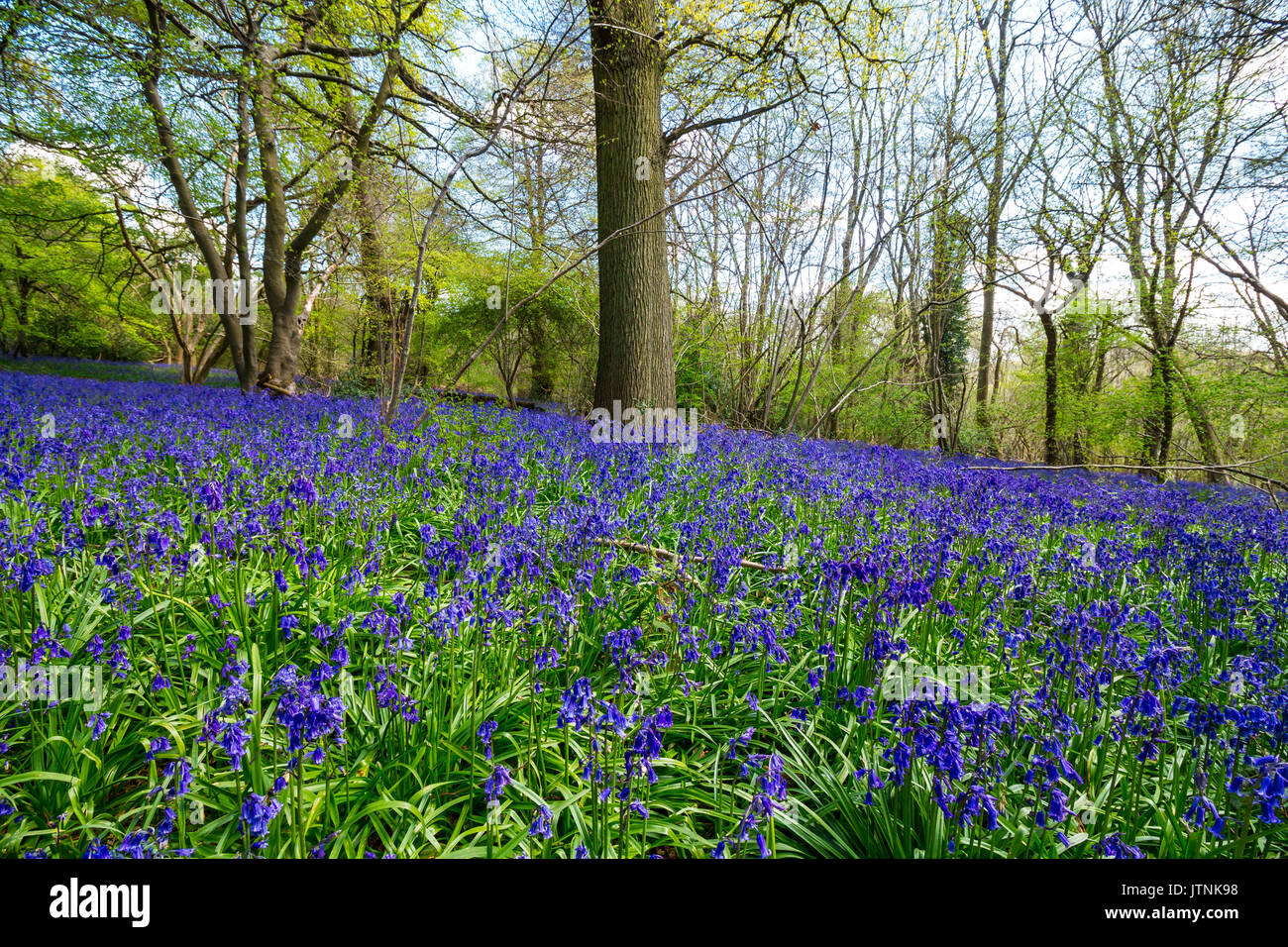 Bluebells carpeting English woodland in spring Stock Photo