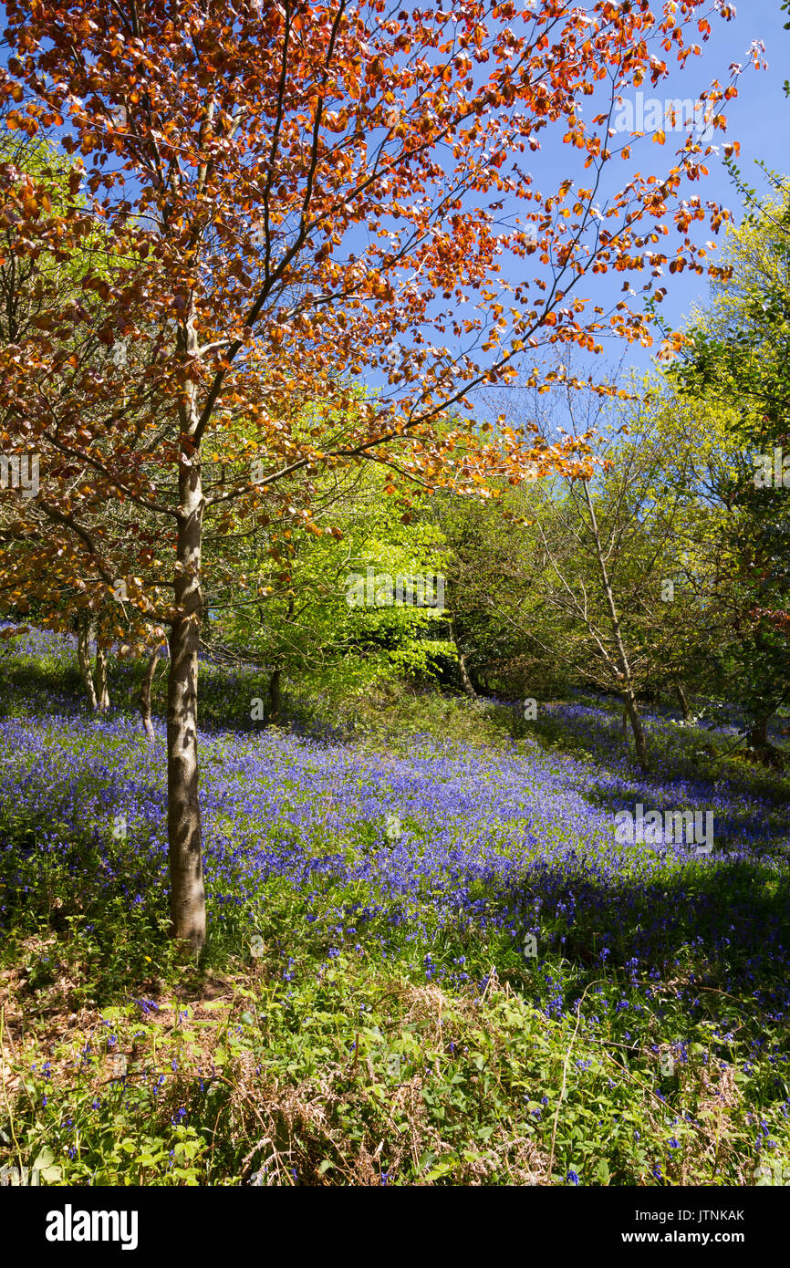 Bluebells carpeting English woodland in spring Stock Photo