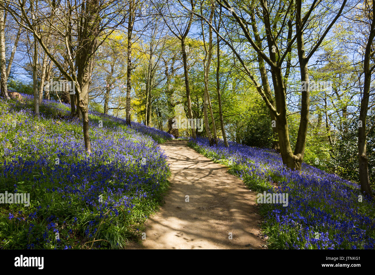 Bluebells carpeting English woodland in spring Stock Photo