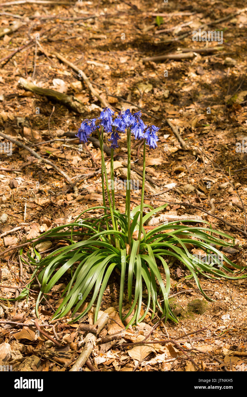 Bluebell single plant against carpet of brown leaves in English woodland Stock Photo
