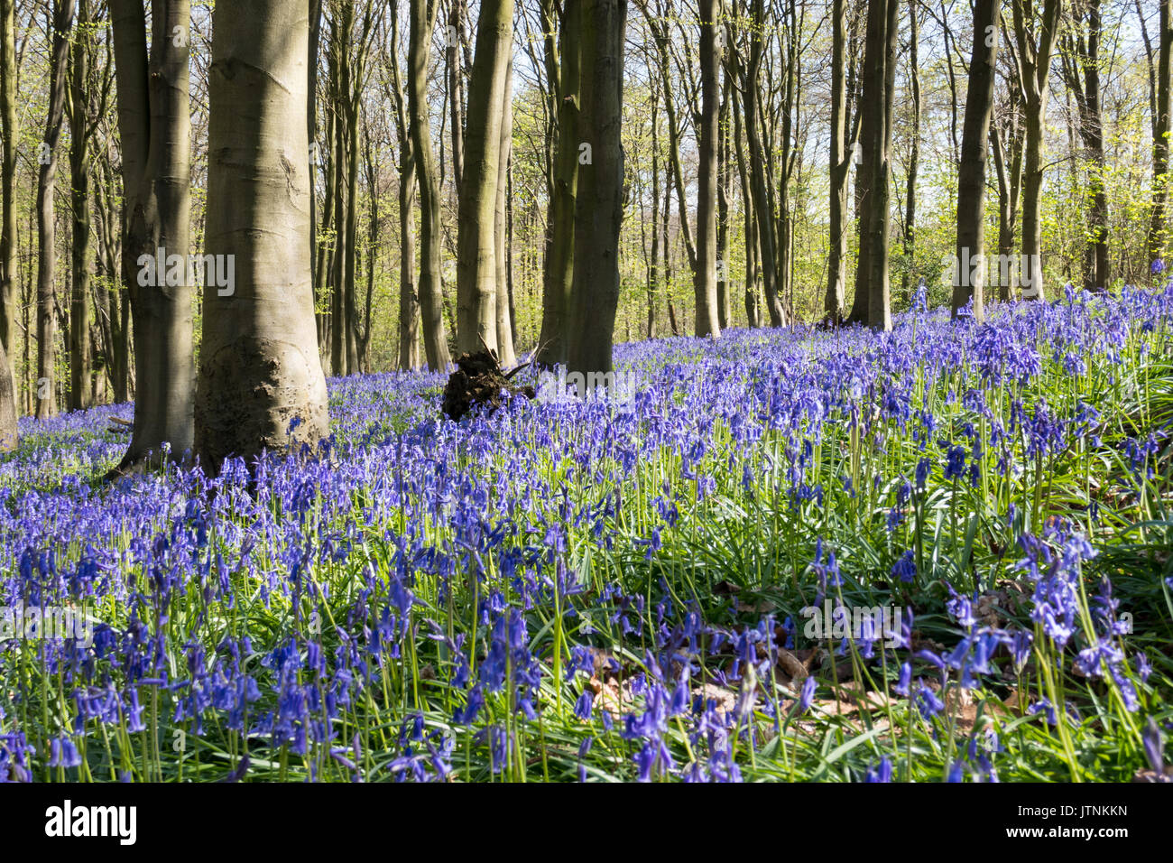 Bluebells carpeting English woodland in spring Stock Photo