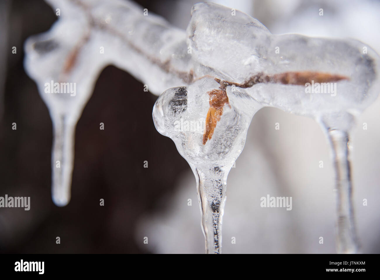 A team of researchers replicating an ice storm during winter in the White Mountains of New Hampshire. The team is studying the effects of ice storms on soil, trees, birds and insects. Stock Photo